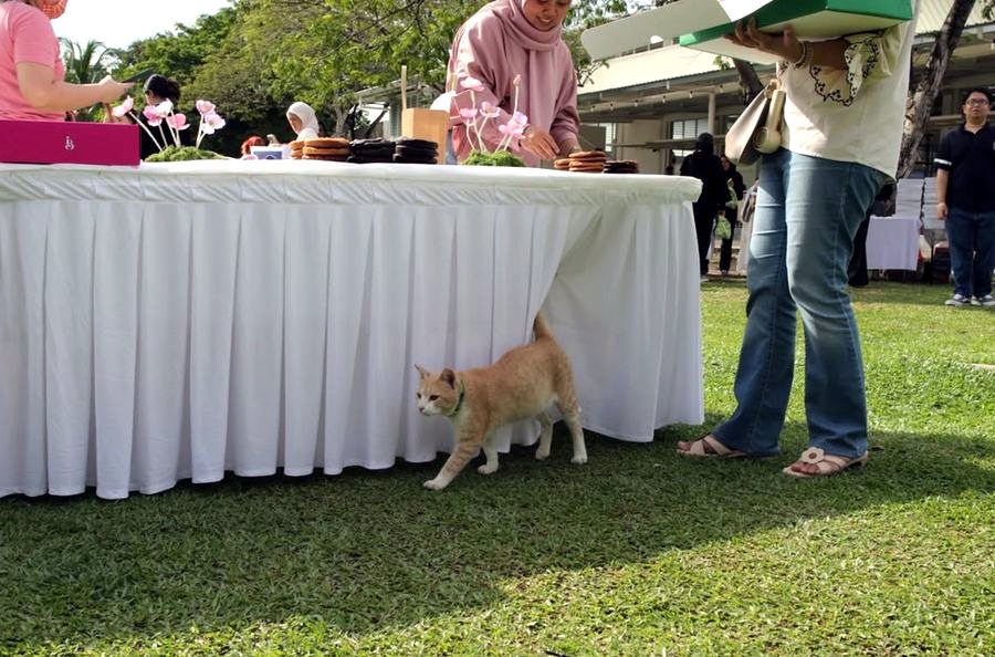 A cat wandering past the cookie table
